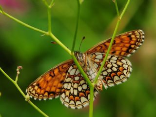 Kafkasyal Amannisa (Mellicta  caucasogenita)