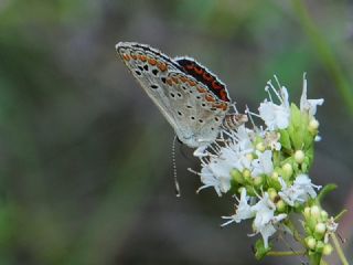 okgzl Orman Esmeri (Aricia artaxerxes)