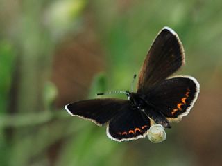 okgzl Orman Esmeri (Aricia artaxerxes)