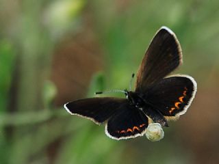 okgzl Orman Esmeri (Aricia artaxerxes)