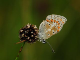 okgzl Orman Esmeri (Aricia artaxerxes)