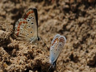 okgzl Orman Esmeri (Aricia artaxerxes)