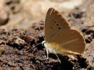 okgzl Van Esmeri (Polyommatus kurdistanicus)