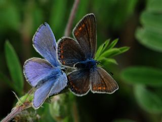 okgzl Mavi (Polyommatus icarus)