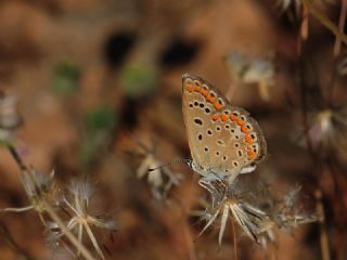 okgzl Mavi (Polyommatus icarus)