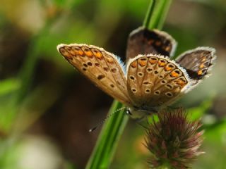 okgzl Mavi (Polyommatus icarus)