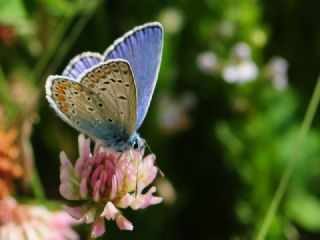 okgzl Mavi (Polyommatus icarus)