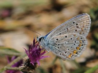 okgzl Mavi (Polyommatus icarus)