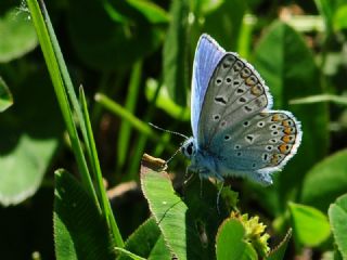 okgzl Mavi (Polyommatus icarus)