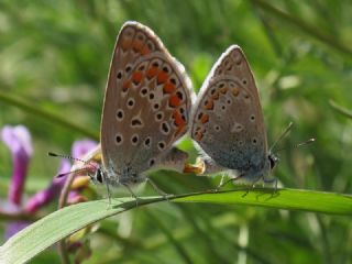 okgzl Mavi (Polyommatus icarus)