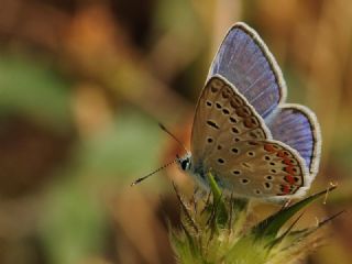okgzl Mavi (Polyommatus icarus)