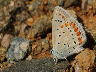 okgzl Mavi (Polyommatus icarus)