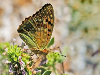 Byk nci (Fabriciana adippe)