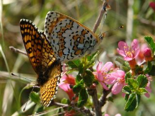 parhan (Melitaea cinxia)