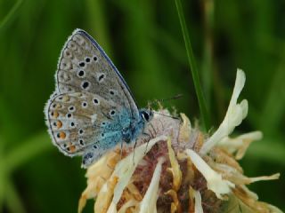 okgzl Gk Mavisi (Polyommatus bellargus)