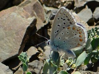 �okg�zl� G�k Mavisi&nbsp;(Polyommatus&nbsp;bellargus)