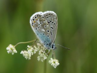 �okg�zl� G�k Mavisi&nbsp;(Polyommatus&nbsp;bellargus)