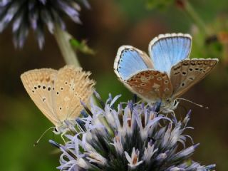 okgzl Gk Mavisi (Polyommatus bellargus)
