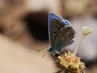 Çokgözlü Gök Mavisi (Polyommatus bellargus)
