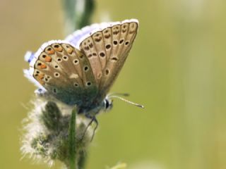 okgzl Gk Mavisi (Polyommatus bellargus)