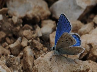 okgzl Turkuvaz Mavisi (Polyommatus dorylas)