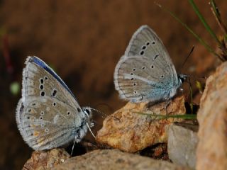 okgzl Turkuvaz Mavisi (Polyommatus dorylas)