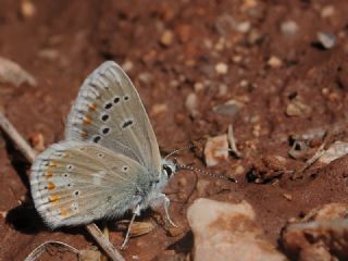 Çokgözlü Turkuvaz Mavisi (Polyommatus dorylas)