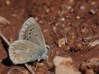 okgzl Turkuvaz Mavisi (Polyommatus dorylas)