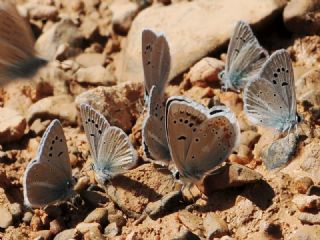 okgzl Turkuvaz Mavisi (Polyommatus dorylas)