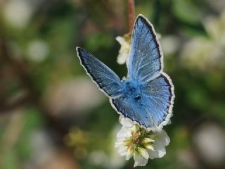 okgzl Turkuvaz Mavisi (Polyommatus dorylas)