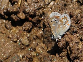 �okg�zl� Turkuvaz Mavisi&nbsp;(Polyommatus&nbsp;dorylas)