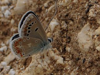 okgzl Turkuvaz Mavisi (Polyommatus dorylas)