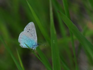 Karag�z Mavisi&nbsp;(Glaucopsyche&nbsp;alexis)