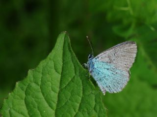 Karag�z Mavisi&nbsp;(Glaucopsyche&nbsp;alexis)