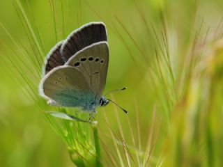 Karagz Mavisi (Glaucopsyche alexis)