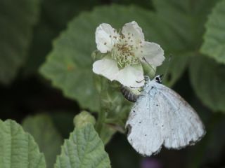 Kutsal Mavi&nbsp;(Celastrina&nbsp;argiolus)