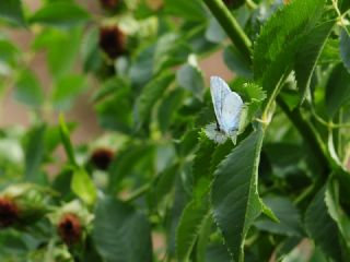 Kutsal Mavi (Celastrina argiolus)