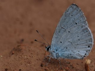 Kutsal Mavi (Celastrina argiolus)