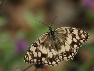 Anadolu Melikesi (Melanargia larissa)