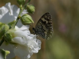 Anadolu Melikesi (Melanargia larissa)