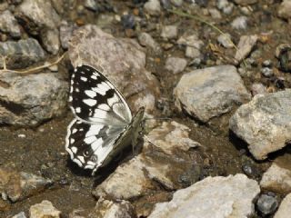 Anadolu Melikesi (Melanargia larissa)