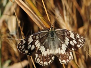 Anadolu Melikesi (Melanargia larissa)