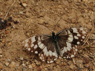 Anadolu Melikesi (Melanargia larissa)