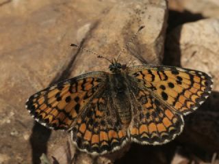 Hatayl parhan (Melitaea collina)