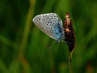 Byk Korubeni (Phengaris arion)