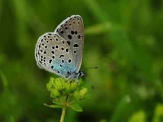 Byk Korubeni (Phengaris arion)