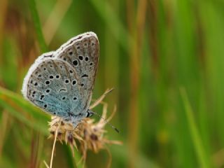 Byk Korubeni (Phengaris arion)