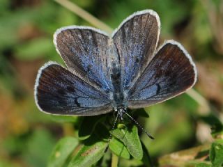 B�y�k Korubeni&nbsp;(Phengaris&nbsp;arion)