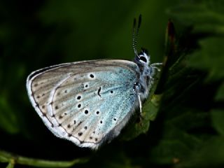 Byk Korubeni (Phengaris arion)