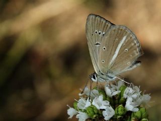 okgzl Lbnan Esmeri (Polyommatus alcestis)